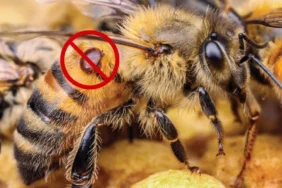 Kış aylarında Türkiye’de varroa mücadelesi ve çözüm yöntemleri.