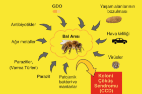 Koloni Çöküş Sendromu (CCD) nedir? Bal arılarında görülen CCD hastalığının nedenleri, belirtileri ve önleme yöntemlerini açıklayan infografik.