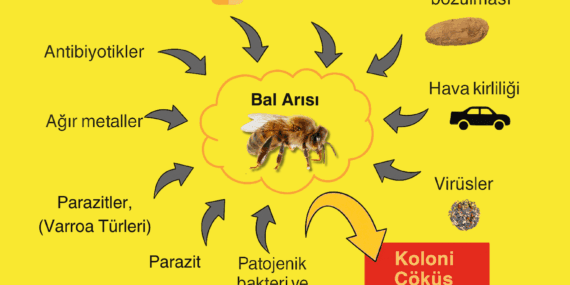 Koloni Çöküş Sendromu (CCD)
