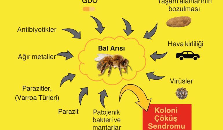 Koloni Çöküş Sendromu (CCD)