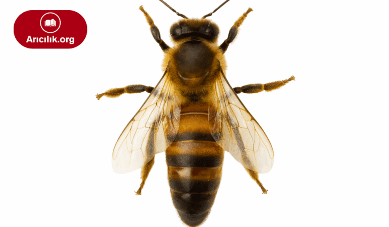Kafkas Ana Arı – Soğuk İklimlere Uyumlu ve Yüksek Propolis Kapasiteli Irk