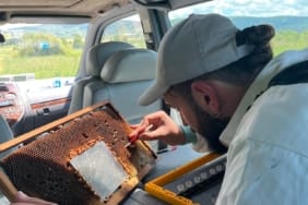 Bir arıcının araç içinde ana arı larvası transferi (grafting) yaparken çekilmiş fotoğrafı – Türkiye’de ana arı yetiştiriciliği uygulaması