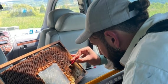 Ana Arı Larvası Transferi (Grafting) Nedir, Nasıl Yapılır?
