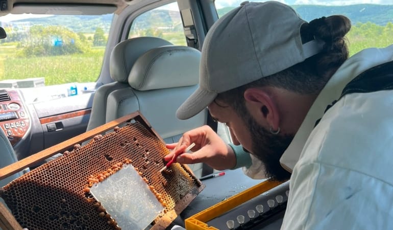 Ana Arı Larvası Transferi (Grafting) Nedir, Nasıl Yapılır?