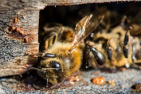 Nosema Nedir? Arılarda Nosema Hastalığının Tanımı ve Etkileri Nosema hastalığı nedeniyle kovan girişinde ölü ve zayıflamış işçi bal arıları. Mikroskobik parazit enfeksiyonunun arı kolonilerine etkisi.