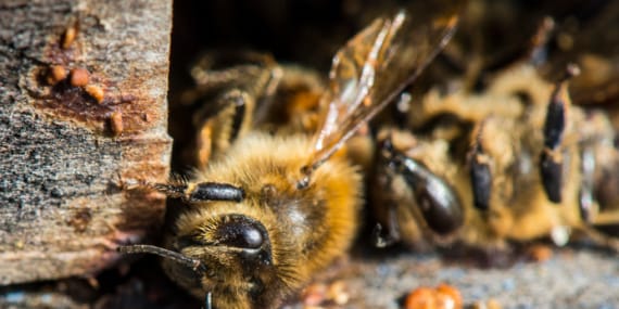Nosema Nedir? Arılarda Nosema Hastalığının Tanımı ve Etkileri