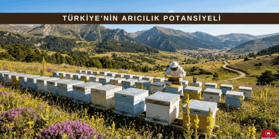 Türkiye Arıcılık Potansiyeli: 2026 Üretim ve İhracat Verileri