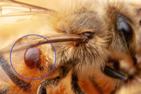 Arı kovanında Varroa (Varova) akarına karşı yapılan mücadele çalışması, arıcılıkta hastalık kontrolü.