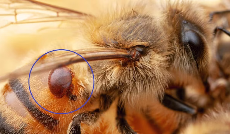 Varroa Akarı Hastalığı ve Tedavisi: Bilimsel Yaklaşımlar ve Etkili Mücadele Yöntemleri