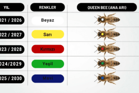 Ana arı boya renkleri tablosu; yıllara göre ana arı işaretleme renkleri ve her renkle işaretlenmiş ana arı görselleri
