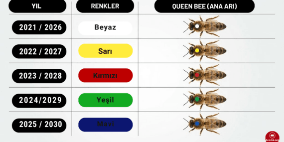 Ana Arı Boya Renkleri Nelerdir?