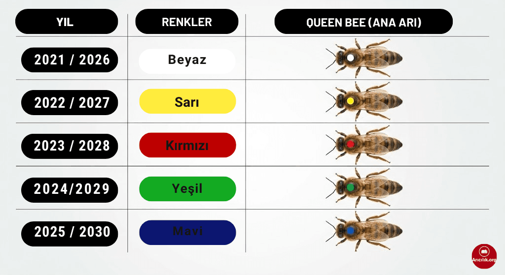 Ana arı boya renkleri tablosu; yıllara göre ana arı işaretleme renkleri ve her renkle işaretlenmiş ana arı görselleri