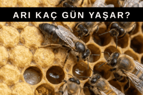 Bal Arıları Kaç Gün Yaşar? Görevlere Göre Yaşam Süresi Bal arılarında işçi arı, ana arı ve erkek arının petek üzerindeki yaşam döngüsü görünümü
