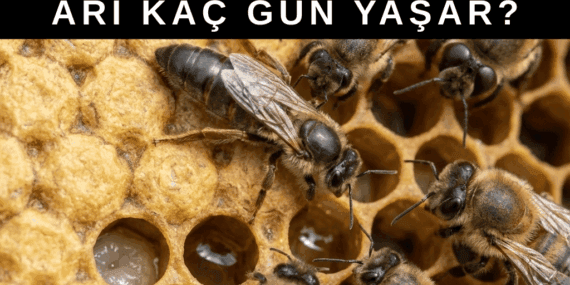 Bal Arıları Kaç Gün Yaşar? Görevlere Göre Yaşam Süresi