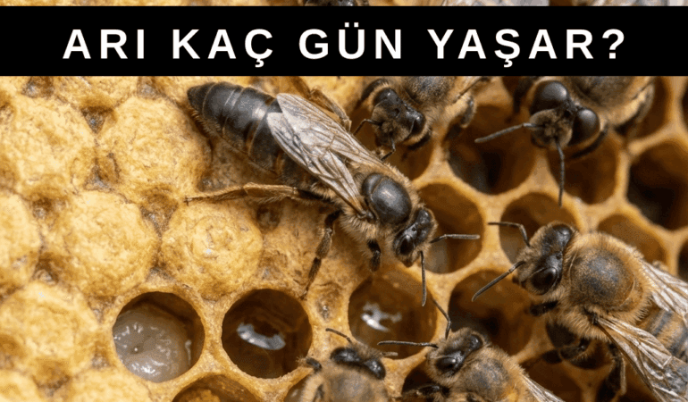 Bal Arıları Kaç Gün Yaşar? Görevlere Göre Yaşam Süresi