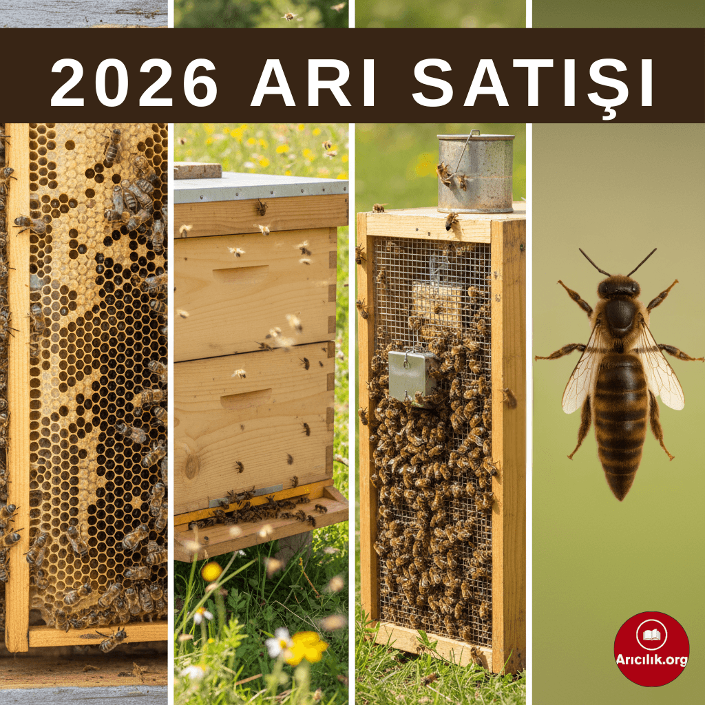 Tam koloni arı, çift katlı kovan, paket arı ve ana arının soldan sağa gösterildiği arı satışı görseli