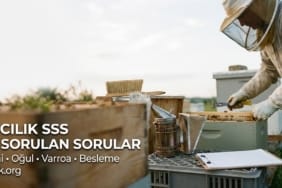 Arıcılık hakkında sık sorulan sorular (SSS) başlığını temsil eden görsel