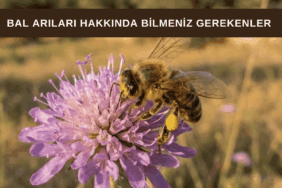 Arı Çiçek üzerinde nektar toplayan bal arısı