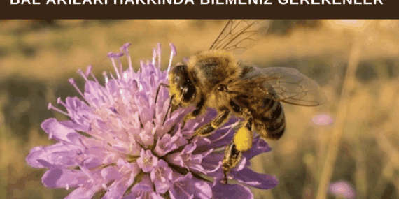 Arı