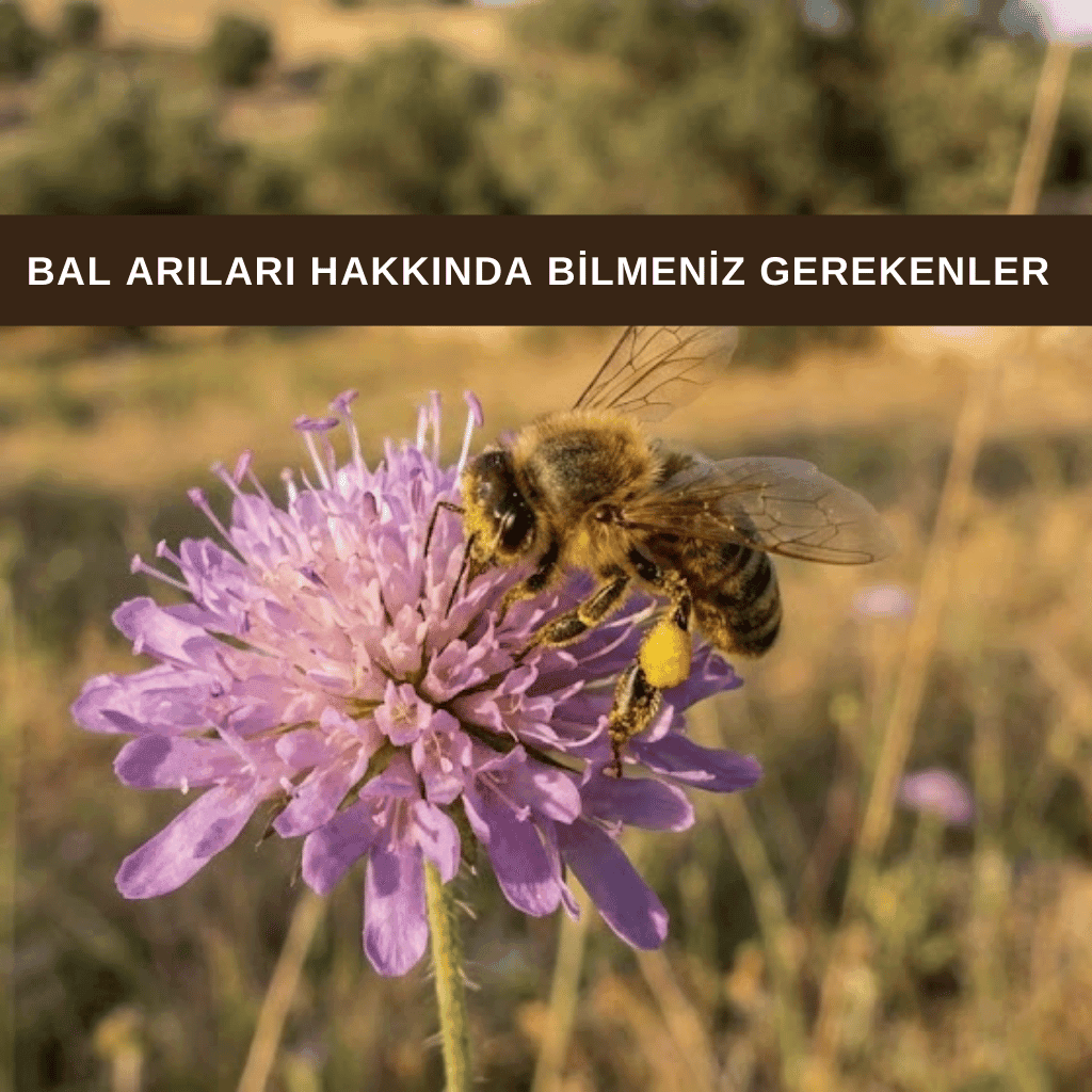 Çiçek üzerinde nektar toplayan bal arısı