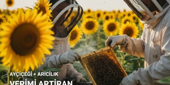 Ayçiçeği Tarımı 2025-2026: Ekim, Gübre, Sulama ve Arıcılıkla Verim