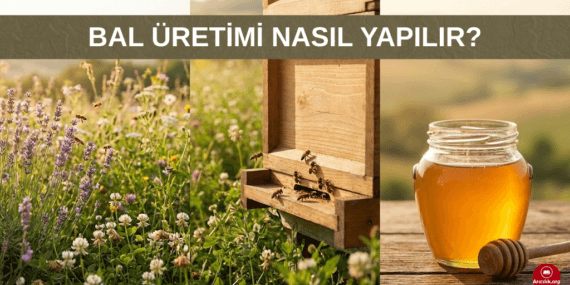 Bal Üretimi Nedir? Nasıl Yapılır? Hadi Bal Üretimine Başlıyoruz.