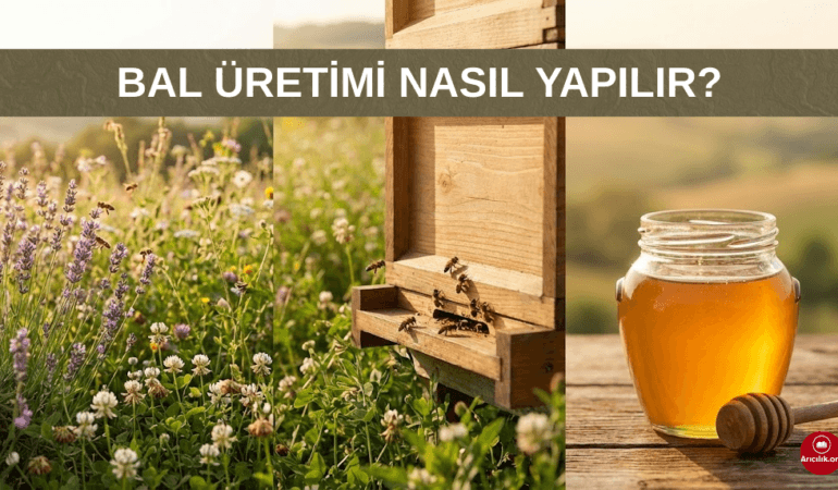 Bal Üretimi Nedir? Nasıl Yapılır? Hadi Bal Üretimine Başlıyoruz.