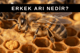 Erkek Arı Nedir? Ne İşe Yarar? Görevi Nedir? Petek üzerinde bulunan erkek arının yakın plan görünümü ve kolonideki görevleri