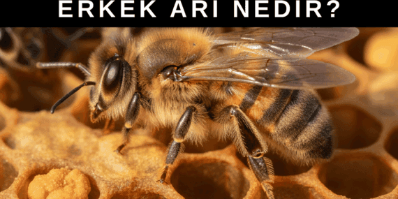 Erkek Arı Nedir? Ne İşe Yarar? Görevi Nedir?