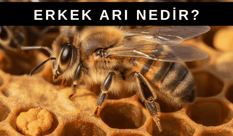 Erkek Arı Nedir? Ne İşe Yarar? Görevi Nedir?