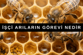 İşçi Arı Görevleri Nelerdir? Petek üzerinde çalışan işçi arılar ve kolonideki görevlerini yerine getirmeleri