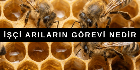 İşçi Arı Görevleri Nelerdir?
