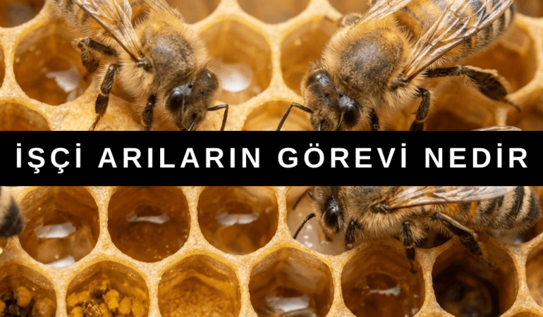 İşçi Arı Görevleri Nelerdir?