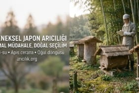 Japon arıcılığı nedir konusunu anlatan görsel