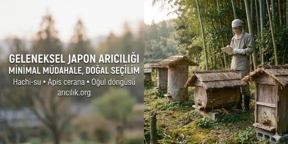 Geleneksel Japon Arıcılığı: Kökeni, Teknikleri ve Türkiye’de Uygulanabilirliği Üzerine Kapsamlı Bir İnceleme