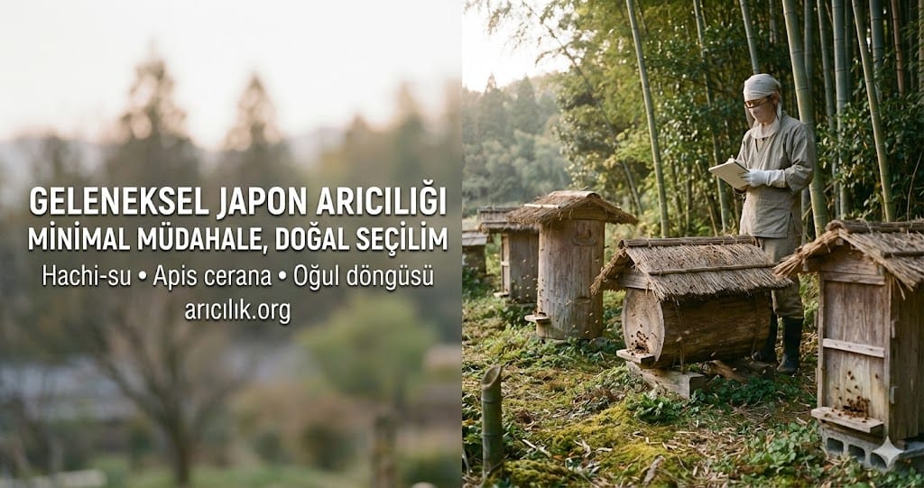 Japon arıcılığı nedir konusunu anlatan görsel