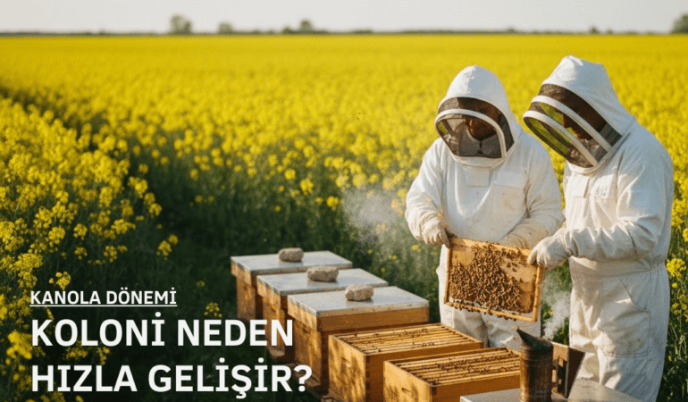 Kanola Bitkisinin Arıcılık Üzerine Etkisi: Koloni Gelişimi, Bal Akımı ve Yönetim Açısından Teknik Değerlendirme