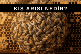 Kış Arısı Nedir? Kış arılarının kovanda salkım oluşturarak koloniyi sıcak tutması