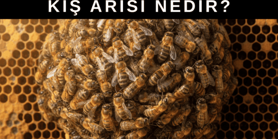 Kış Arısı Nedir?