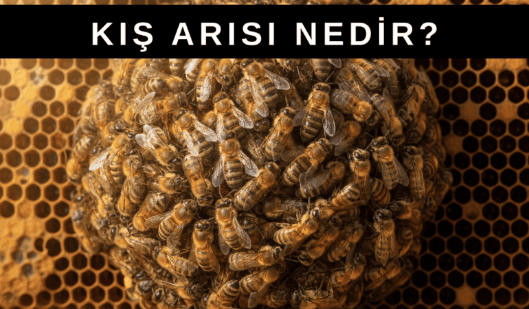 Kış Arısı Nedir?
