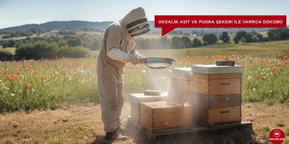 Oksalik Asit ve Pudra Şekeri ile Varroa Mücadelesi (Toz Uygulama Yöntemi)