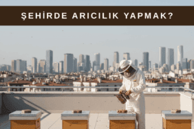 Apartman terasında kurulan arı kovanlarıyla şehirde arıcılık yapan arıcı