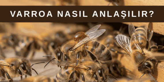 Arı’da Varroa Olduğu Nasıl Anlaşılır?