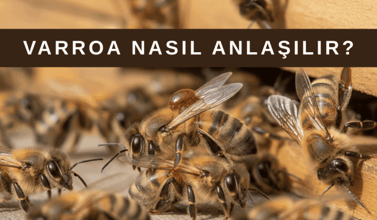 Arı’da Varroa Olduğu Nasıl Anlaşılır?