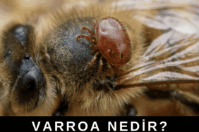 Arı üzerinde görülen varroa (arı biti) paraziti