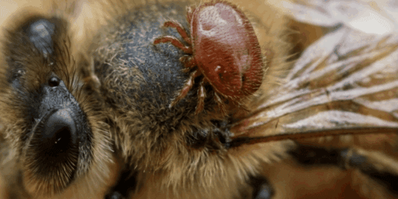 Varroa Nedir?