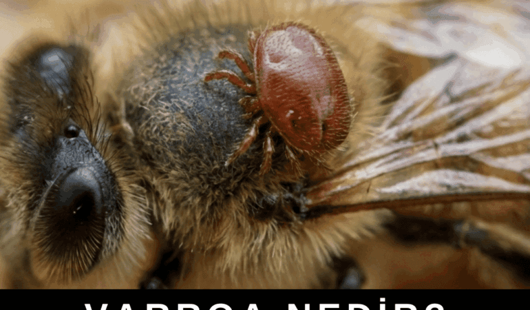 Varroa Nedir?