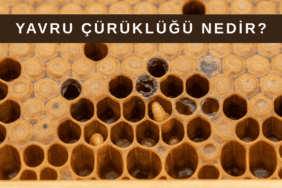 Arılarda yavru çürüklüğü hastalığına ait petek üzerinde düzensiz ve sağlıksız yavru gözleri