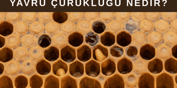 Yavru Çürüklüğü Nedir? Arılarda Yavru Çürüklüğü Nasıl Anlaşılır?