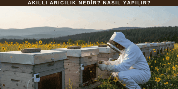 Akıllı Arıcılık Nedir? Nasıl Yapılır?